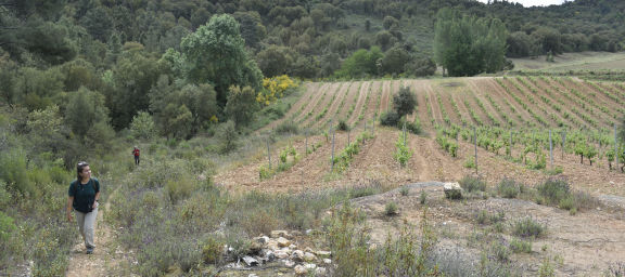 Camiño entre viñedos en Larouco